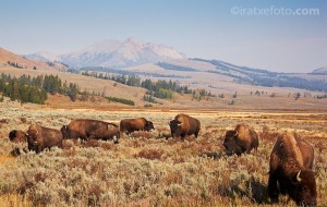 bisontes manada bisontes manada