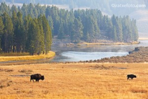 bisontes1 bisontes1
