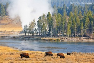 bisontes2 bisontes2